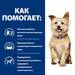 Сухой диетический корм для собак Hill's Prescription Diet k/d при болезни почек – интернет-магазин Ле’Муррр