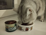 Пользовательская фотография №7 к отзыву на NUTRI PLAN Тунец с анчоусами в собственном соку для кошек 